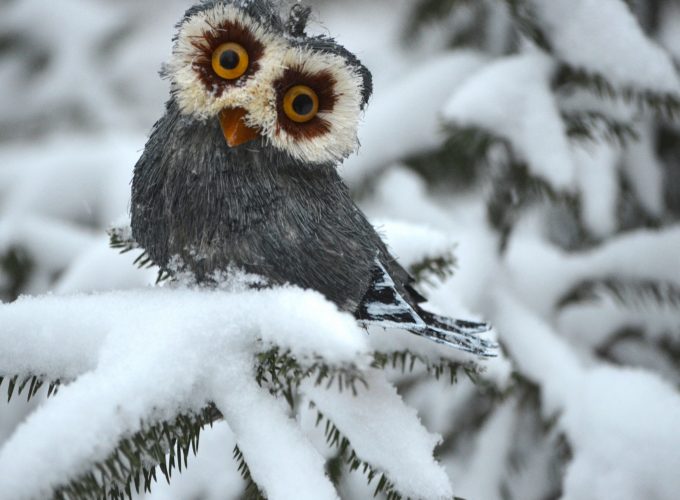 Wallpaper Owl, pines, snow, cute animals, funny, Animals 3026816821